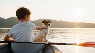 Voyager avec un chien