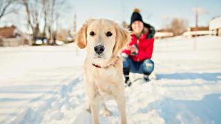 Ferien mit Hund | ALDI SUISSE TOURS