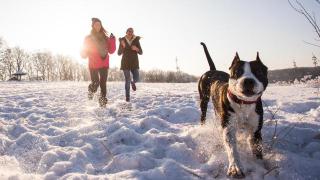 Ferien mit Hund | ALDI SUISSE TOURS