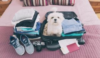 Hund Koffer Bett - ALDI SUISSE TOURS