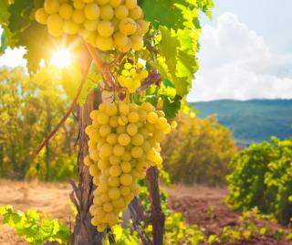 © Eurotours Champagne ALDI SUISSE TOURS