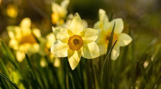 Charmantes Elsass ALDI SUISSE TOURS