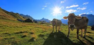 © Sportbahnen Melchsee-Frutt Kühe Weide Sommer ALDI SUISSE TOURS