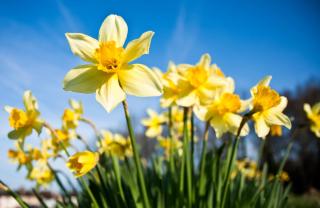 © Eurotours Blumenweg Fanas im Praettigau ALDI SUISSE TOURS