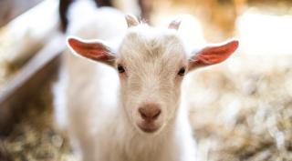 © Eurotours Madrisa-Tierpark Madrisa-Land Klosters