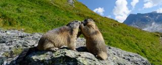 © Eurotours Murmeltiere Saas-Fee ALDI SUISSE TOURS