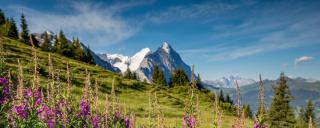 Grindelwald Sommer ALDI SUISSE TOURS Grindelwald Sommer ALDI SUISSE TOURS