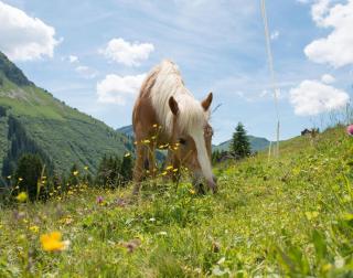 Sommer in Damüls - ALDI SUISSE TOURS