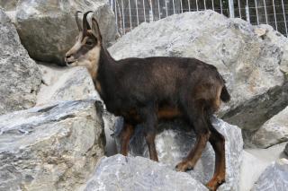 Gams Tiroler Alpenzoo ALDI SUISSE TOURS