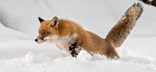 © Stiftung Wildnispark Zürich Fuchs im Schnee Wildnispark Zürich ALDI SUISSE TOURS