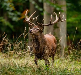 © Eurotours Naturpark Wildnispark Zürich ALDI SUISSE TOURS