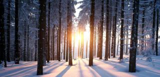 © Thinkstock Winterlandschaft Wald Sonne ALDI SUISSE TOURS