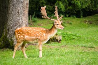 © Eurotours Naturpark Wildnispark Zürich ALDI SUISSE TOURS