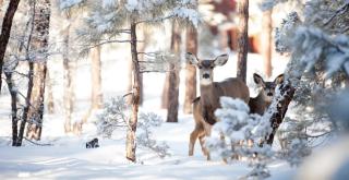 © Eurotours Reh Wald Schnee ALDI SUISSE TOURS