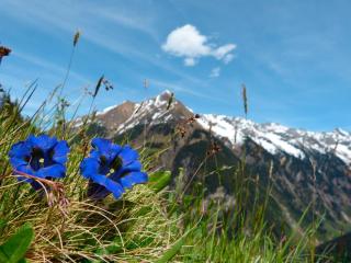 Berge Enzian Sommer ALDI SUISSE TOURS