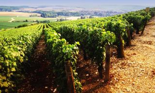 Ferien im Burgund - ALDI SUISSE TOURS