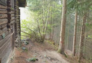 Wandern durch den Wald ALDI SUISSE TOURS