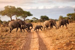 Afrika | Elefanten | ALDI SUISSE TOURS