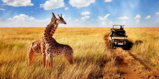 Safari | ALDI SUISSE TOURS