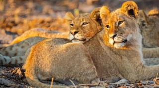 Kenia | Löwen | ALDI SUISSE TOURS