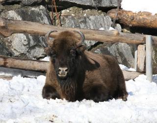 Alpenzoo Innsbruck ALDI SUISSE TOURS