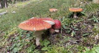 Fliegenpilz | Reiseguide | Wanderreise durch die Naturpärke der Dolomiten | ALDI SUISSE TOURS