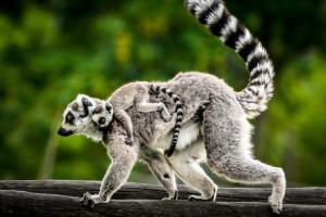 Madagaskar - Rundreise