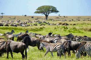 Tanzanie - Safari