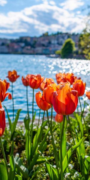 Vielfältiges Lugano