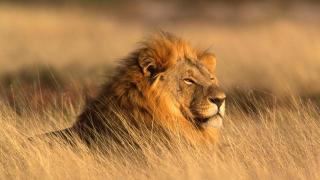 Safari Reise durch Afrika | ALDI SUISSE TOURS