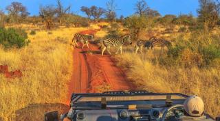 Safari Reise | ALDI SUISSE TOURS