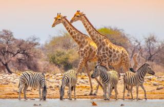 Giraffen und Zebras in der Savanne