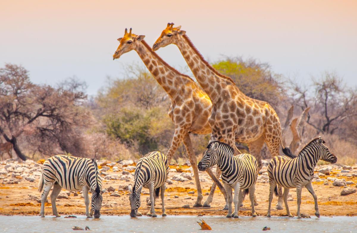 Safari Das solltest du vor deiner Reise wissen ALDI SUISSE TOURS