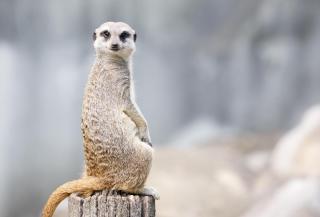 Die Top 6 Aktivitäten im Schwarzwald | ALDI SUISSE TOURS