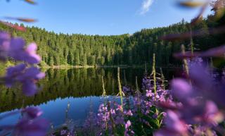 Die Top 6 Aktivitäten im Schwarzwald | ALDI SUISSE TOURS
