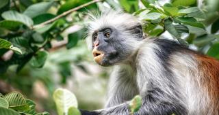 Roter Stummelaffe | Ferien auf Sansibar ALDI SUISSE TOURS