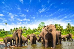 Sri Lanka - tour e soggiorno balneare