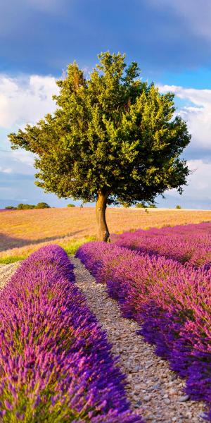 Magnifique Provence