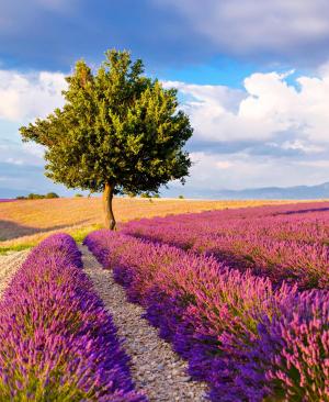 Magnifique Provence