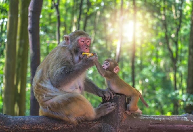 Cina meridionale con parco nazionale Zhangjiajie - Tour