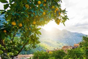 Blühendes Mallorca - Sternfahrt