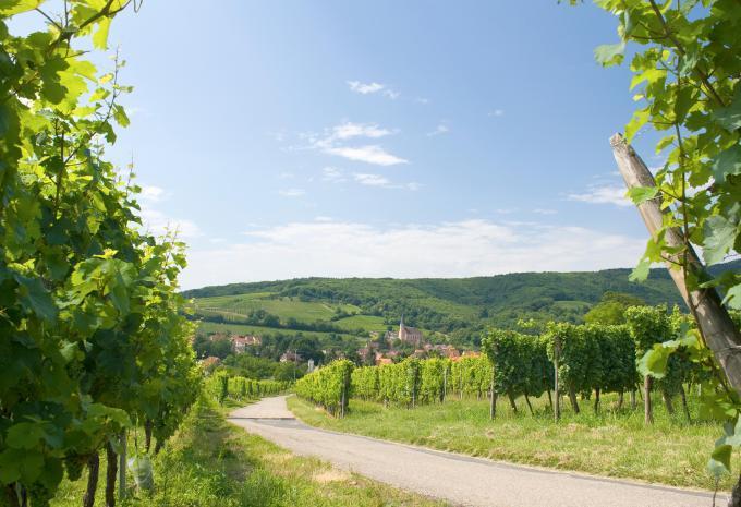 Entlang der Weinberge von Basel durchs Elsass nach Strassburg - Velotour
