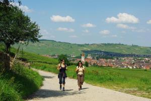 Des vignobles aux sommets des Vosges - Randonnée en Alsace