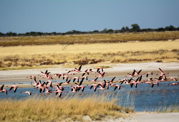 Etosha Nationalpark Etosha Nationalpark