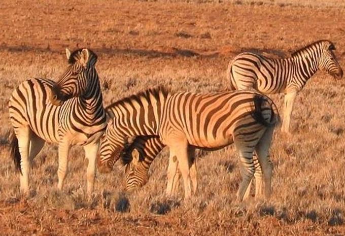 Namibia, Simbabwe & Botswana - Rundreise & Safari