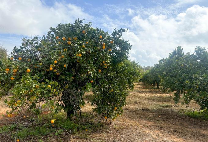 Da ovest a est lungo la costa atlantica - Tour escursionistico in Algarve