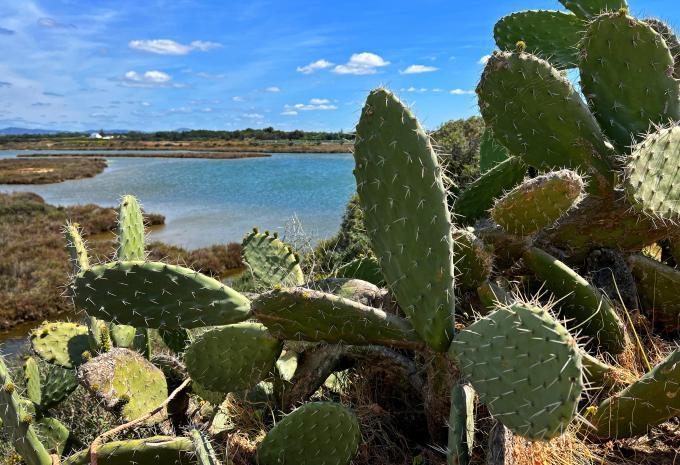 Da ovest a est lungo la costa atlantica - Tour escursionistico in Algarve