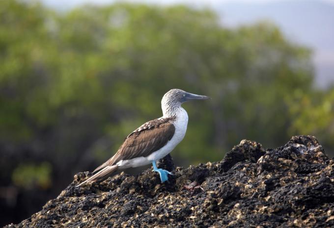 Ecuador & Klein-Galápagos - Rundreise