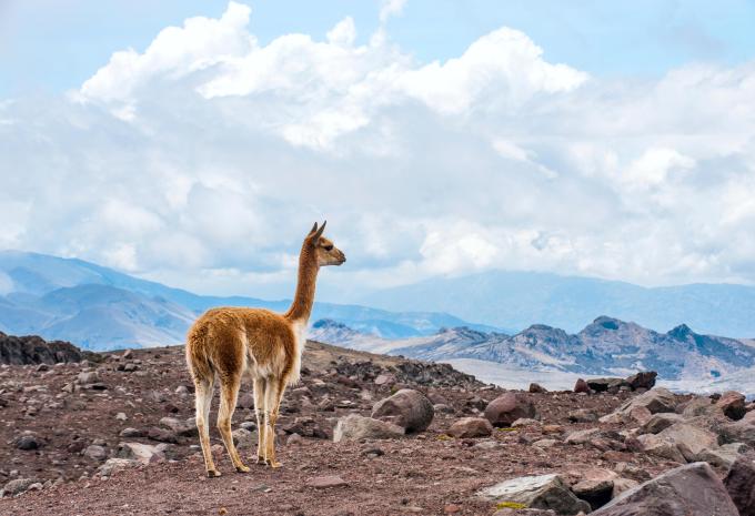 Ecuador & Klein-Galápagos - Rundreise