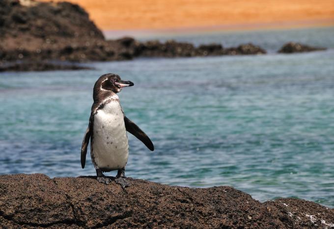 Ecuador & Klein-Galápagos - Rundreise